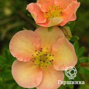 Лапчатка Дейдаун кустарниковая