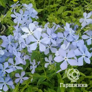 Флокс Клаудз оф Парфюм растопыренный