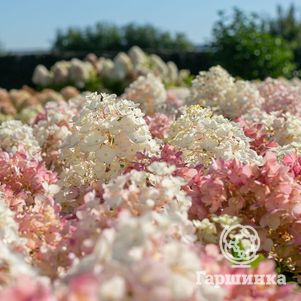 Гортензия Литл Блоссом (Маленький цветок) метельчатая