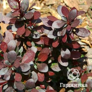 Барбарис Тунберга Чоколэт Саммер