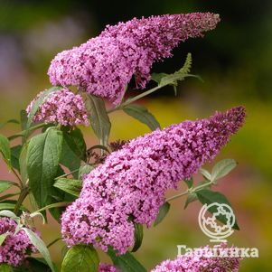 Буддлея Пинк Делайт