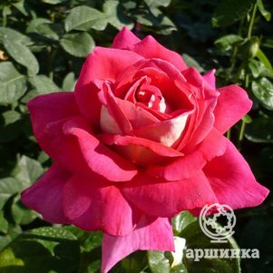 Роза Кроненбург чайно-гибридная Imperial Rose