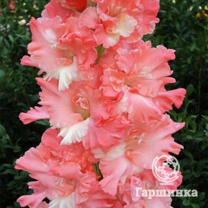 Гладиолус Розовый фламинго
