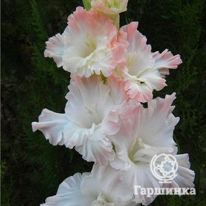 Гладиолус Русская красавица