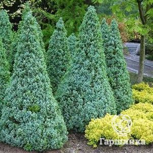 Ель канадская Сандерс Блю голубая