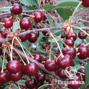 Вишня Щедрая