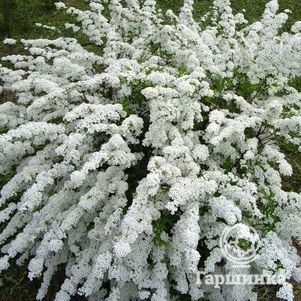 Спирея аргута