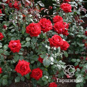 Роза Кутберт Грант канадская парковая (лиц)