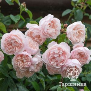 Роза Дженерос Гарденер, Д.Остин кустарниковая (лиц)