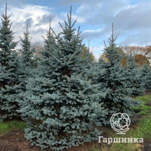 Ель колючая Глаука голубая