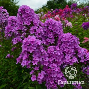 Флокс Плюш Сиреневый