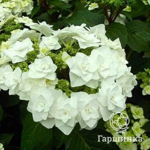 Гортензия Доппио Бьянко крупнолистная (макрофила)