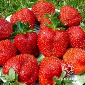 Клубника Королева Елизавета II ремонтантная крупноплодная медовая