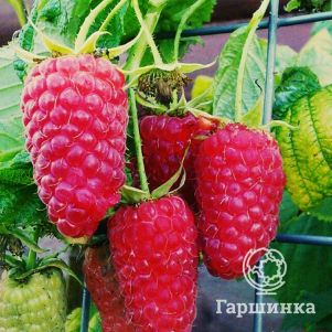 Малина Краса России бесшипная красная