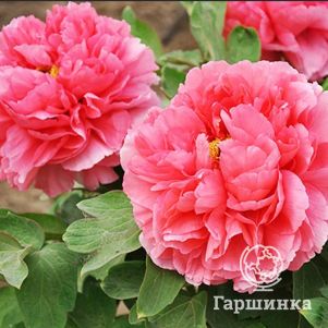 Пион Коралловый Остров древовидный красный