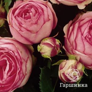 Роза Хеппи Пиано чайно-гибридная Imperial Rose