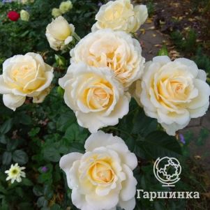 Роза Крем Абанданс, Харкнесс (лиц)