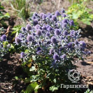 Синеголовник плосколистный Блауер Цверг