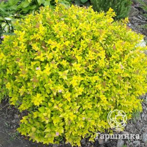 Спирея японская Голдмаунд