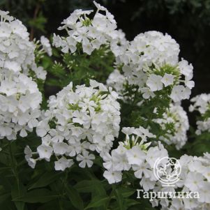 Флокс метельчатый Фудзияма