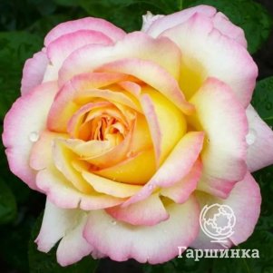 Роза Глория Дей чайно-гибридная