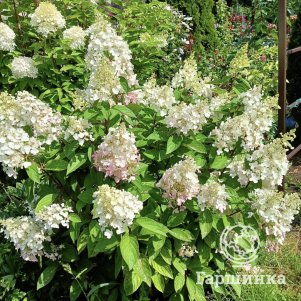 Гортензия метельчатая Пинки Винки