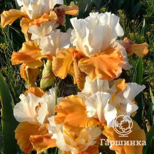 Ирис бородатый Пампкин Чизкейк