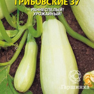 Кабачок Грибовские 37 12 шт Плазменные семена 29₽