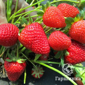 Клубника Капри ремонтантная сладкая (мало усов)