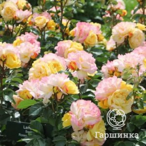 Роза Лампион флорибунда, Тантау (лиц)