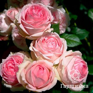 Роза Фест Леди кустарниковая, Тантау (лиц)