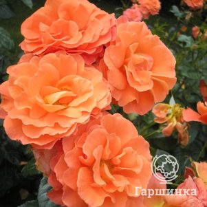 Роза Ньюсфлеш, Vissers (лиц)