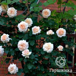 Роза Пенни Лайн, Харкнесс (лиц)