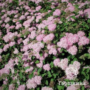 Спирея Литл Принцесс японская