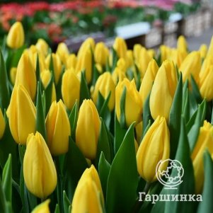 Тюльпан Стронг Голд, Триумф 5шт