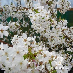 Вишня ниппонская Бриллиант