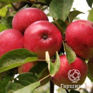 Яблоня Пасхальное