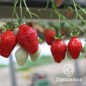 Земляника Барон Солемахер ремонтантная