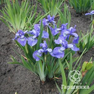 Ирис сибирский Литл Твинкл Стар