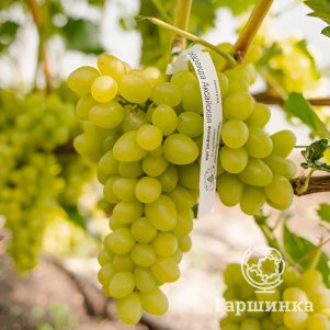 Виноград Надежда Аксайская столовый