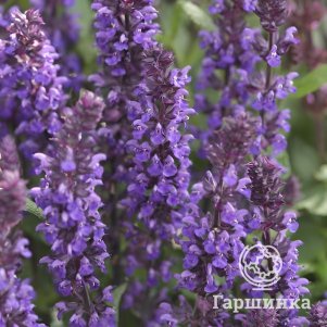 Шалфей (сальвия) дубравный Нью Дименшн Блю