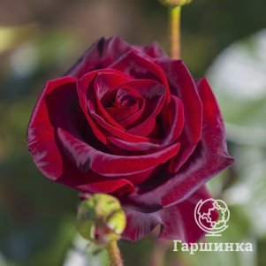 Роза Блэк Меджик чайно-гибридная, Топалович (лиц)