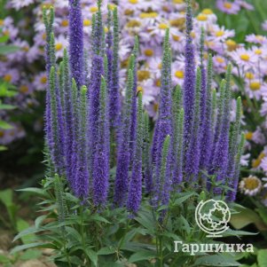 Вероника колосистая Ульстер Дварф Блю