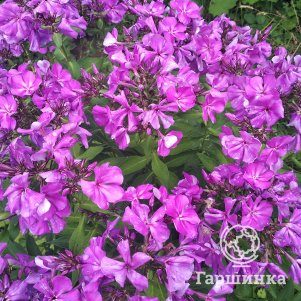 Флокс Полина