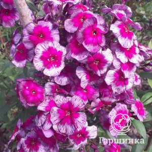 Флокс Дракон