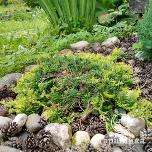 Можжевельник Голден Карпет горизонтальный