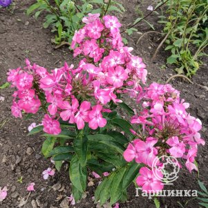 Флокс Евгения