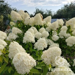 Гортензия Лаймлайт метельчатая