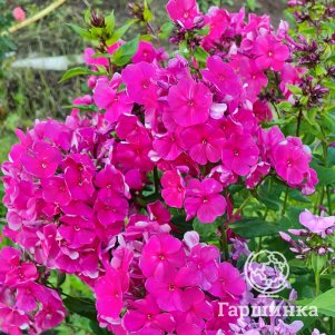 Флокс Тенор метельчатый