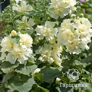 Шток-роза Спринг Селебрейтис Лемон